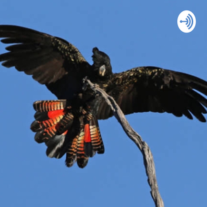 A Parrot Squawking