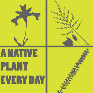 A Native Plant Every Day